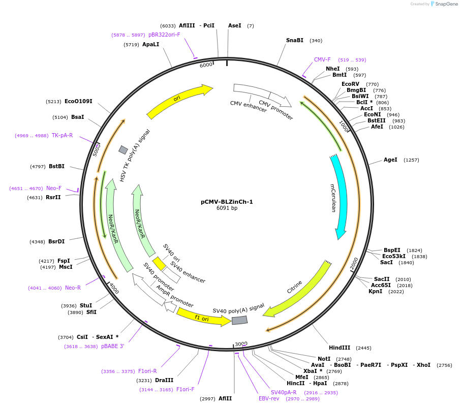 85082-plasmid-map-sequence-id-164057