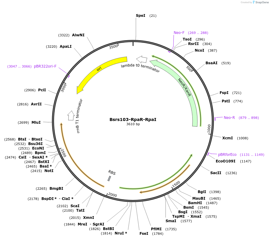 85159-plasmid-map-sequence-id-164071