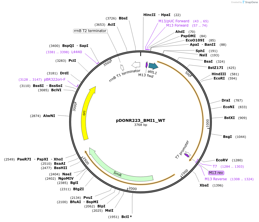 82194-plasmid-map-sequence-id-164073
