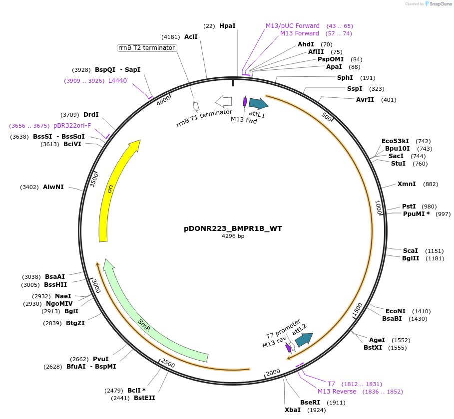 82195-plasmid-map-sequence-id-164074