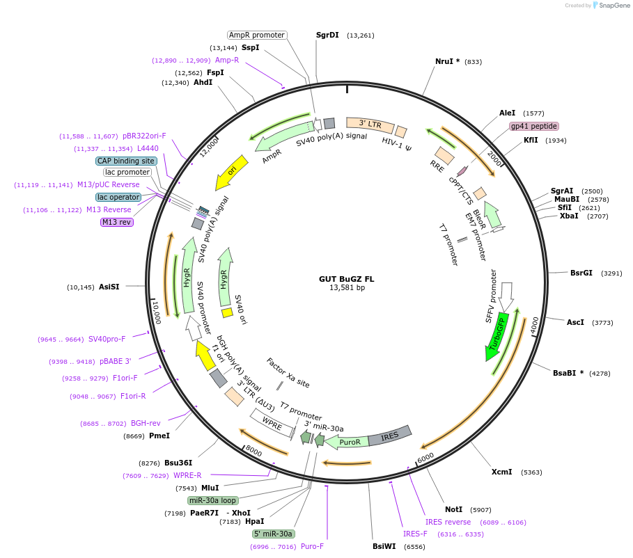 84024-plasmid-map-sequence-id-164107