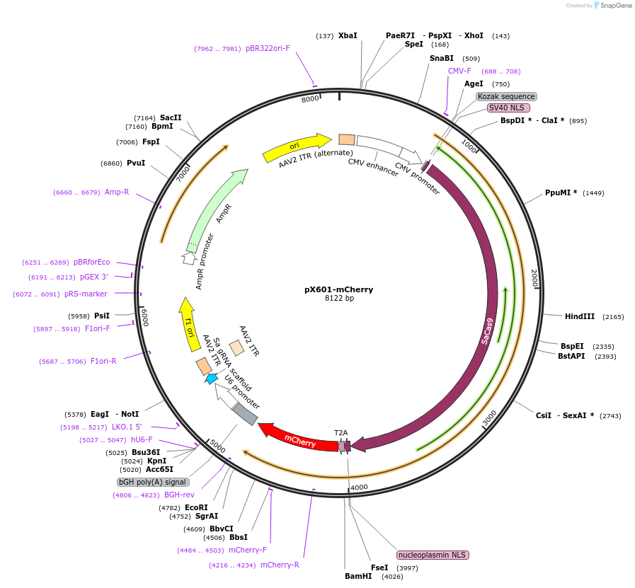 84039-plasmid-map-sequence-id-164136