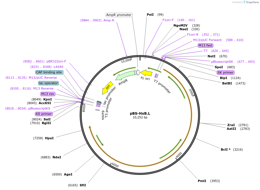 65414-plasmid-map-sequence-id-164182