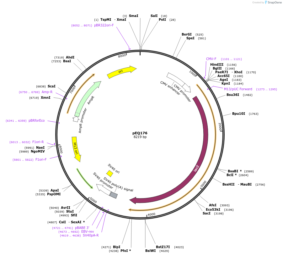 83943-plasmid-map-sequence-id-164246