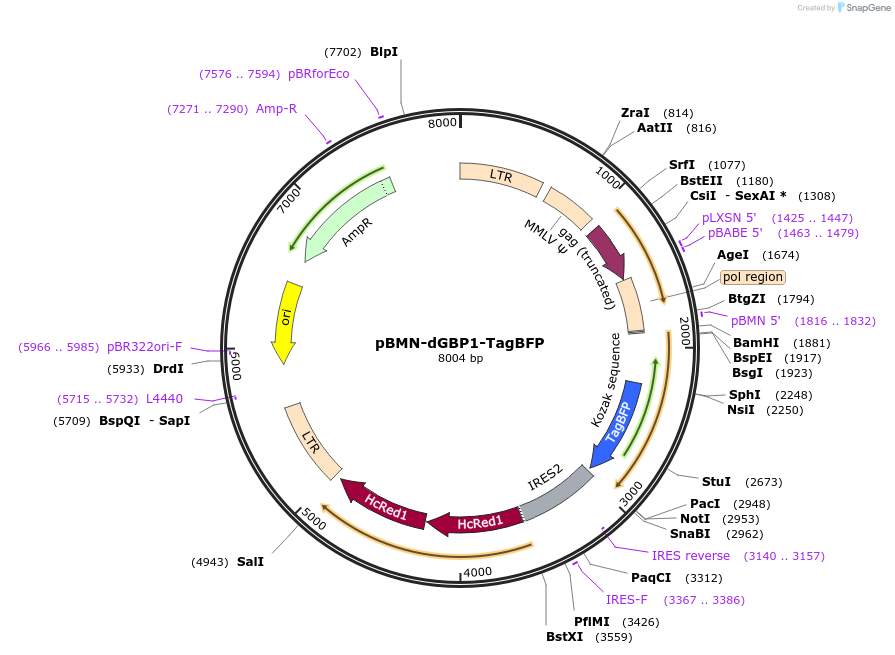 80087-plasmid-map-sequence-id-164250