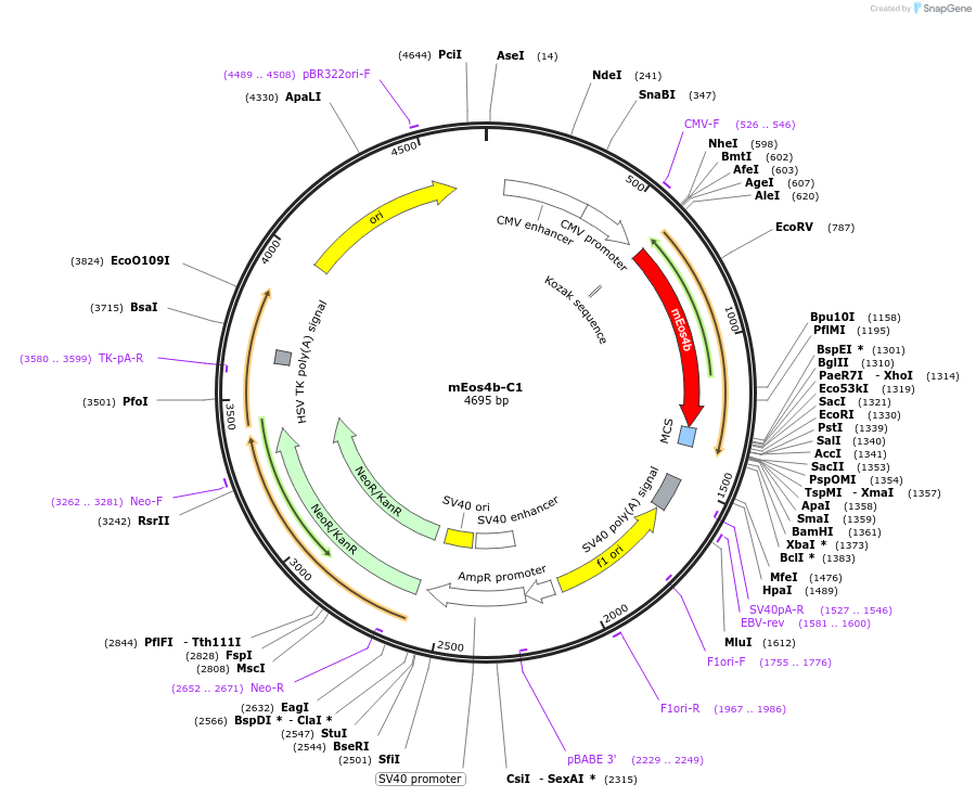 54812-plasmid-map-sequence-id-164254