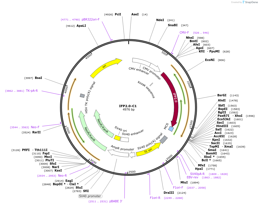 54784-plasmid-map-sequence-id-164258