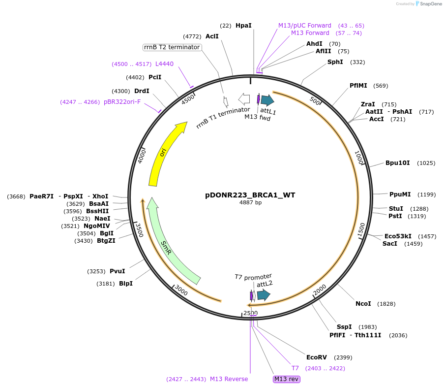 82196-plasmid-map-sequence-id-164261