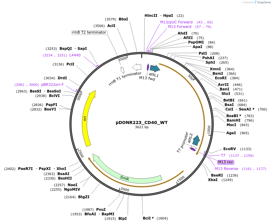 82198-plasmid-map-sequence-id-164266