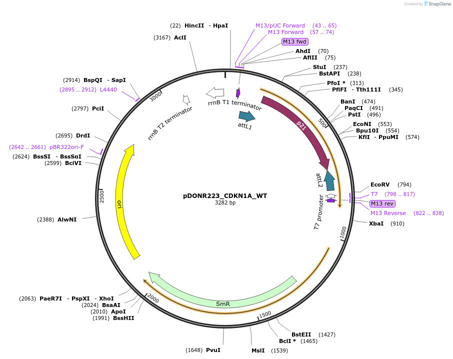 82201-plasmid-map-sequence-id-164272