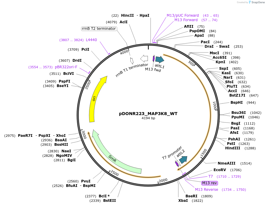 82202-plasmid-map-sequence-id-164273