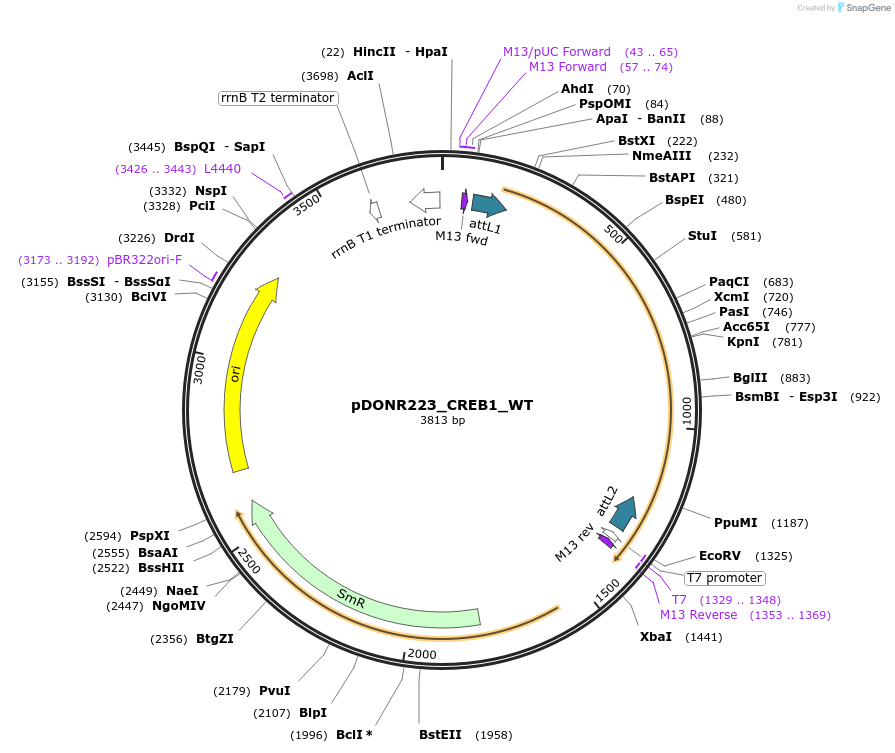 82203-plasmid-map-sequence-id-164276