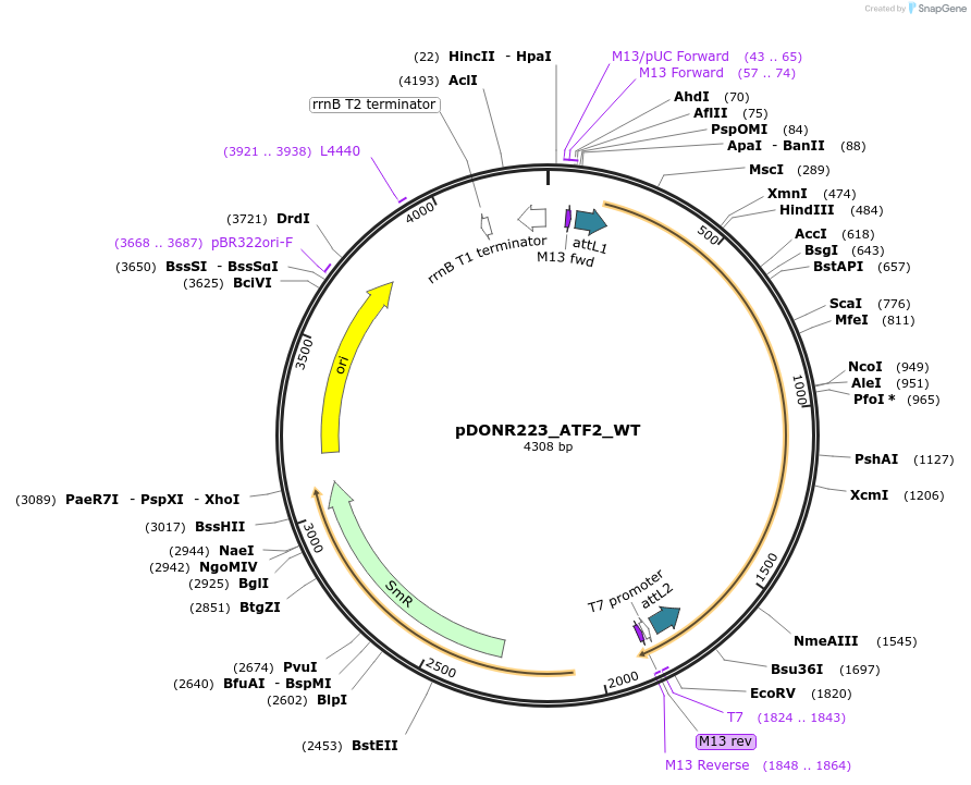 82204-plasmid-map-sequence-id-164281
