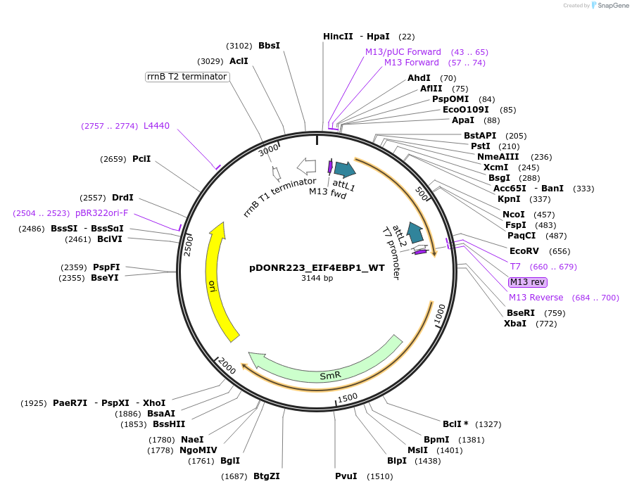 82206-plasmid-map-sequence-id-164285