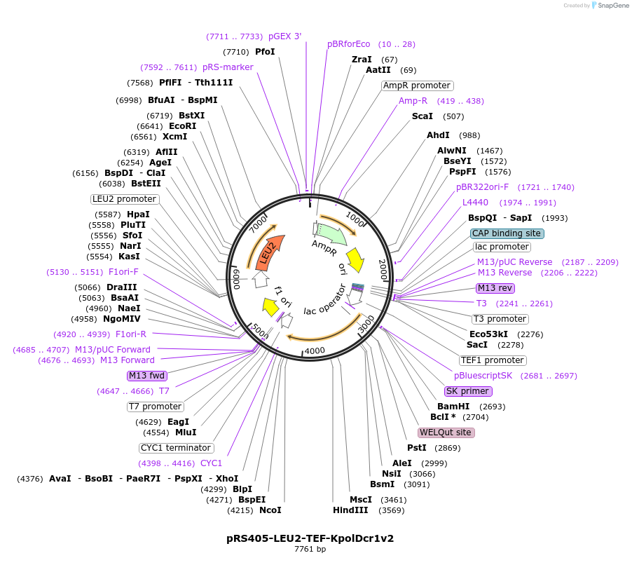 85193-plasmid-map-sequence-id-164287
