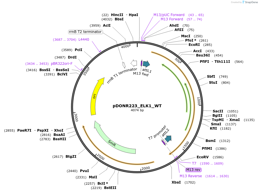 82207-plasmid-map-sequence-id-164288