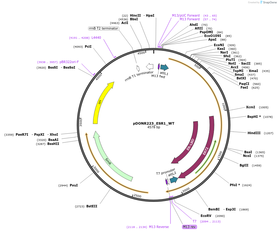 82208-plasmid-map-sequence-id-164290