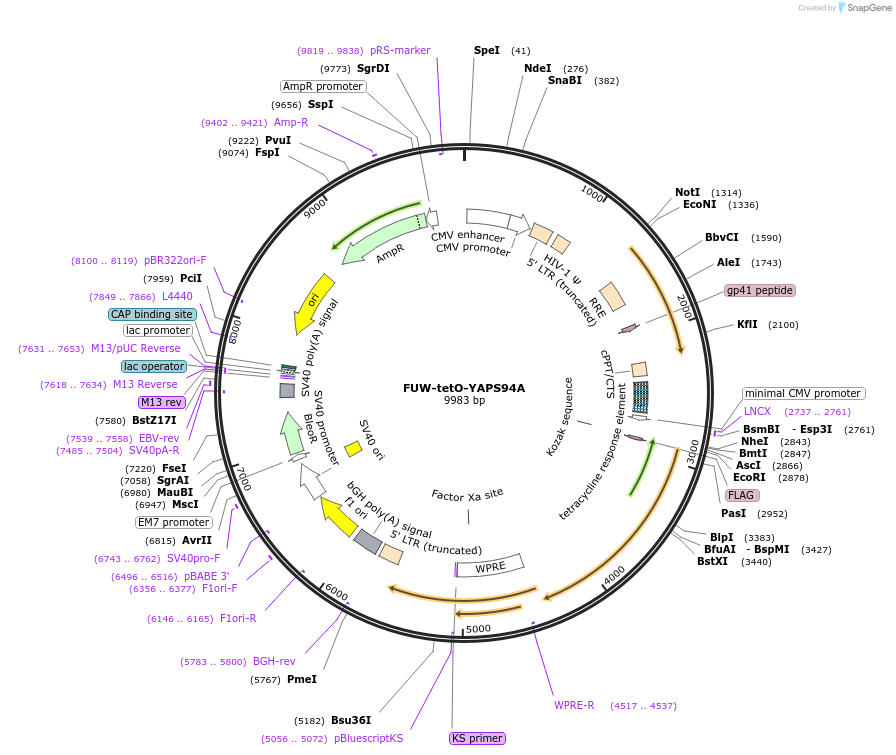 84010-plasmid-map-sequence-id-164313