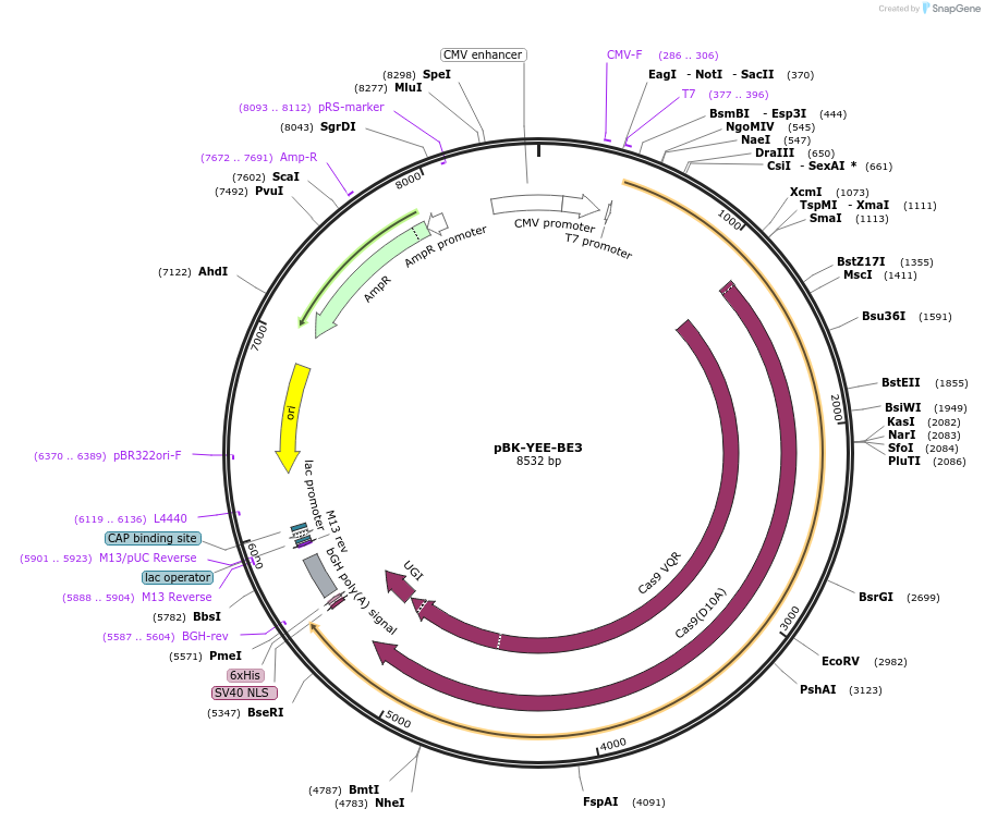 85177-plasmid-map-sequence-id-164322