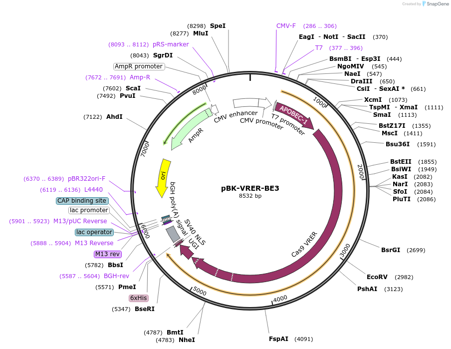85173-plasmid-map-sequence-id-164326
