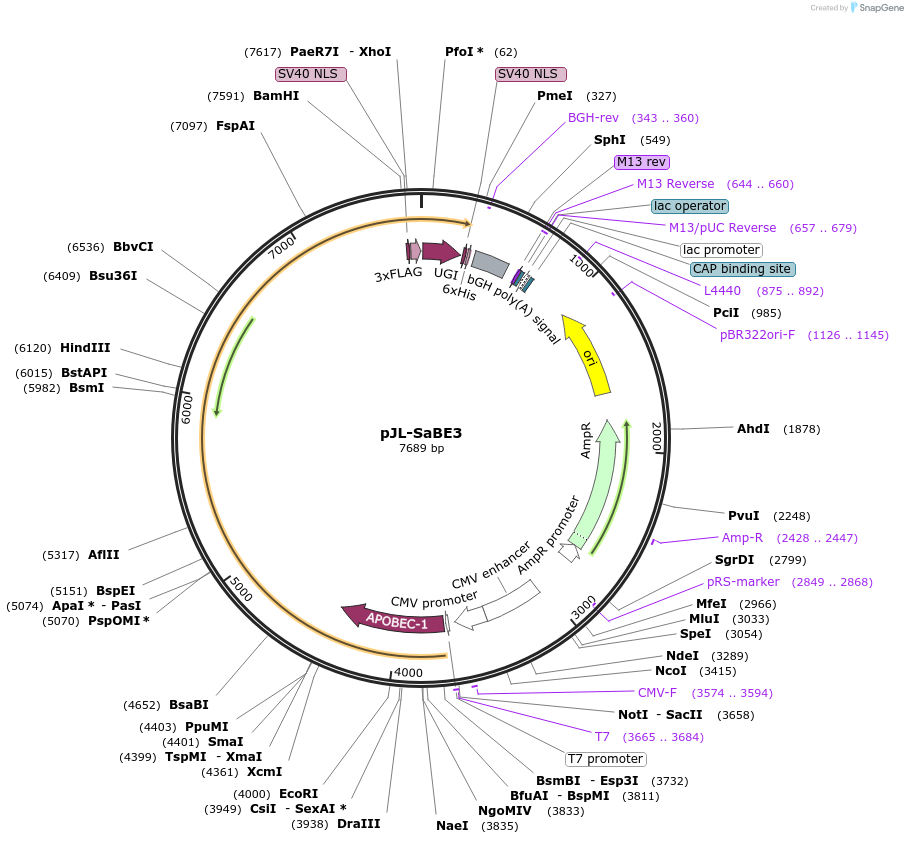 85169-plasmid-map-sequence-id-164328