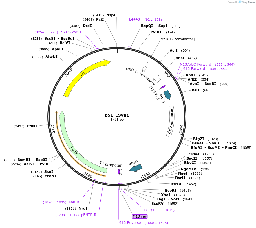 80804-plasmid-map-sequence-id-164350