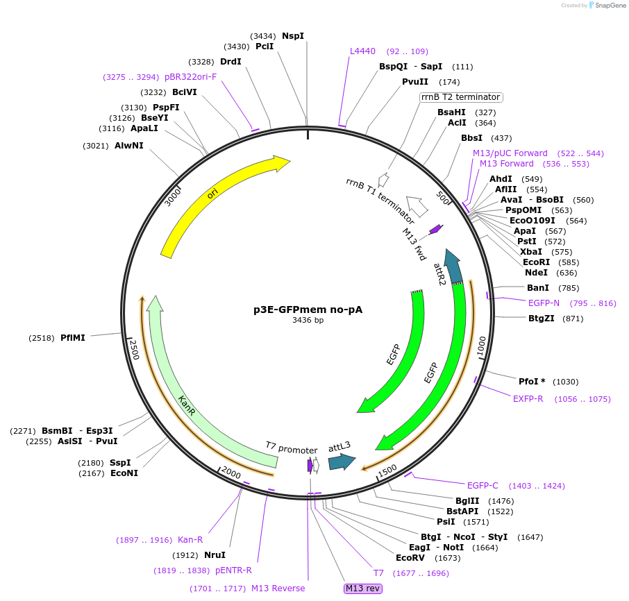 80817-plasmid-map-sequence-id-164352