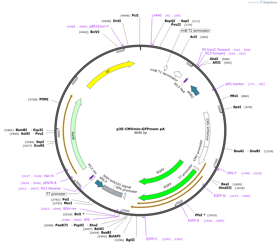 80823-plasmid-map-sequence-id-164353