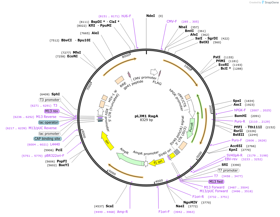73031-plasmid-map-sequence-id-164357