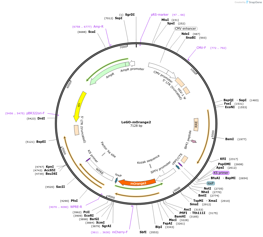 85212-plasmid-map-sequence-id-164361
