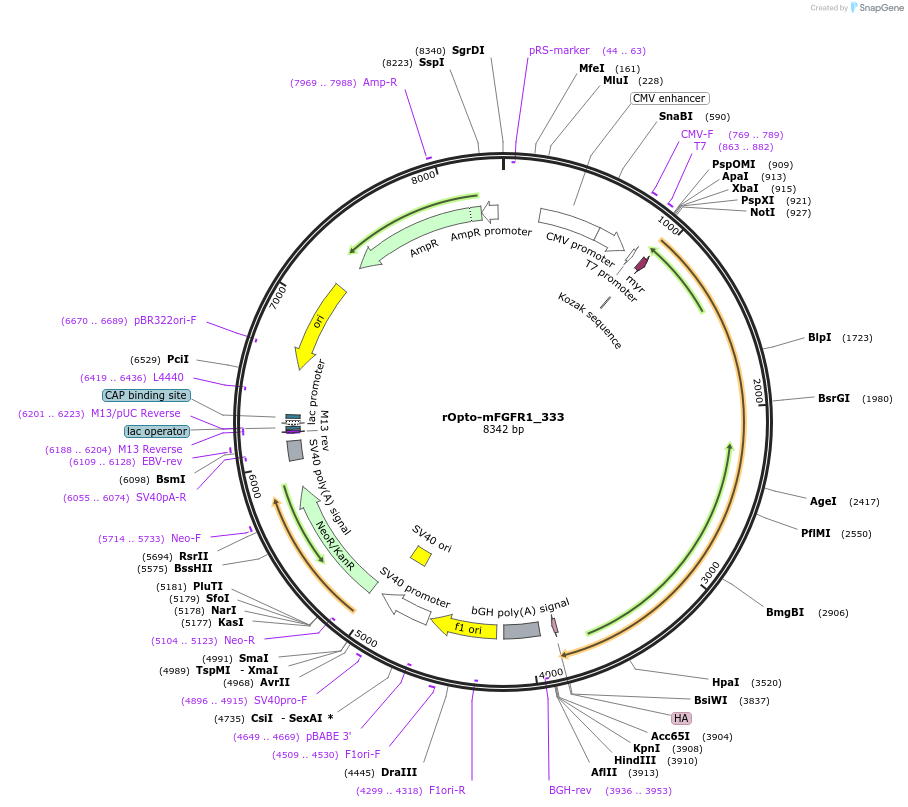 82682-plasmid-map-sequence-id-164454