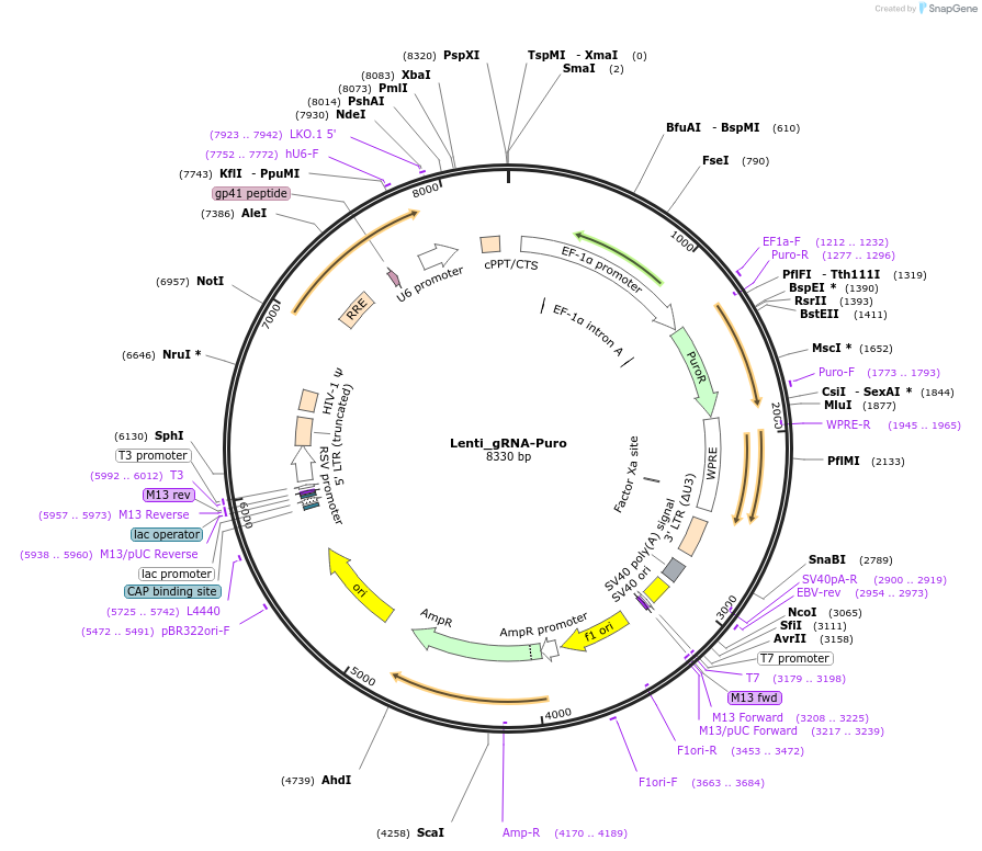 84752-plasmid-map-sequence-id-164464