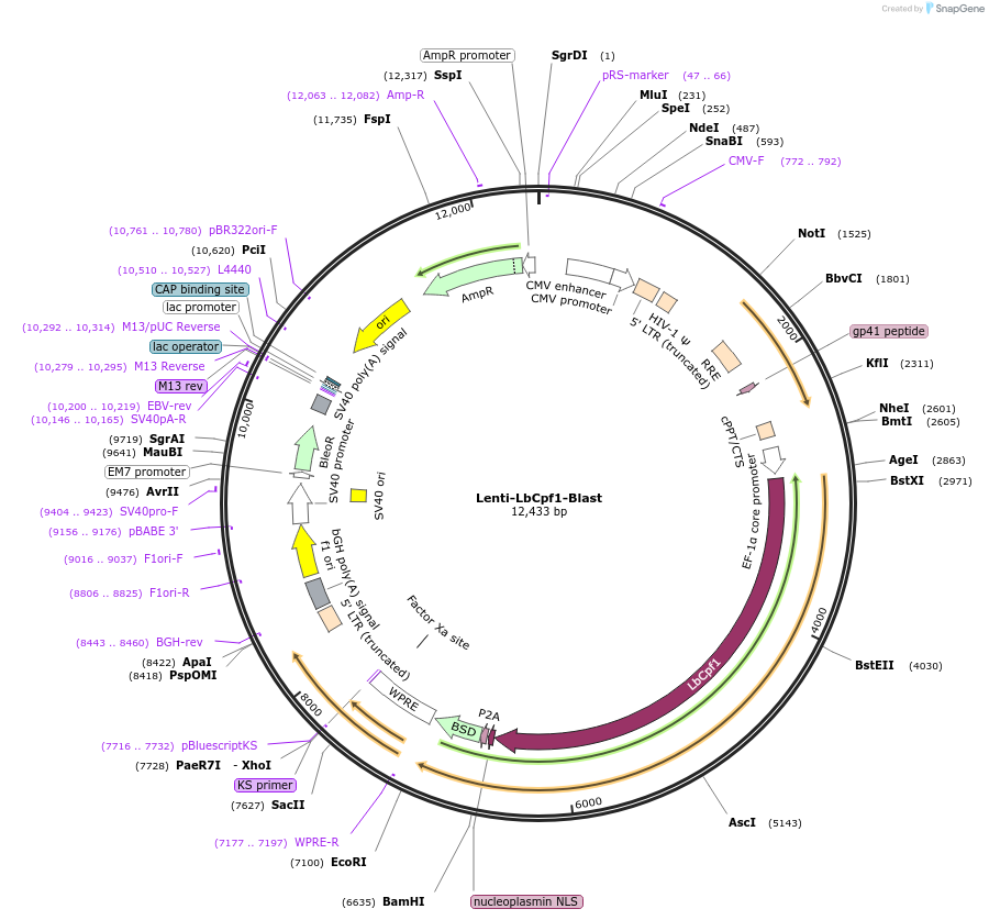 84751-plasmid-map-sequence-id-164465