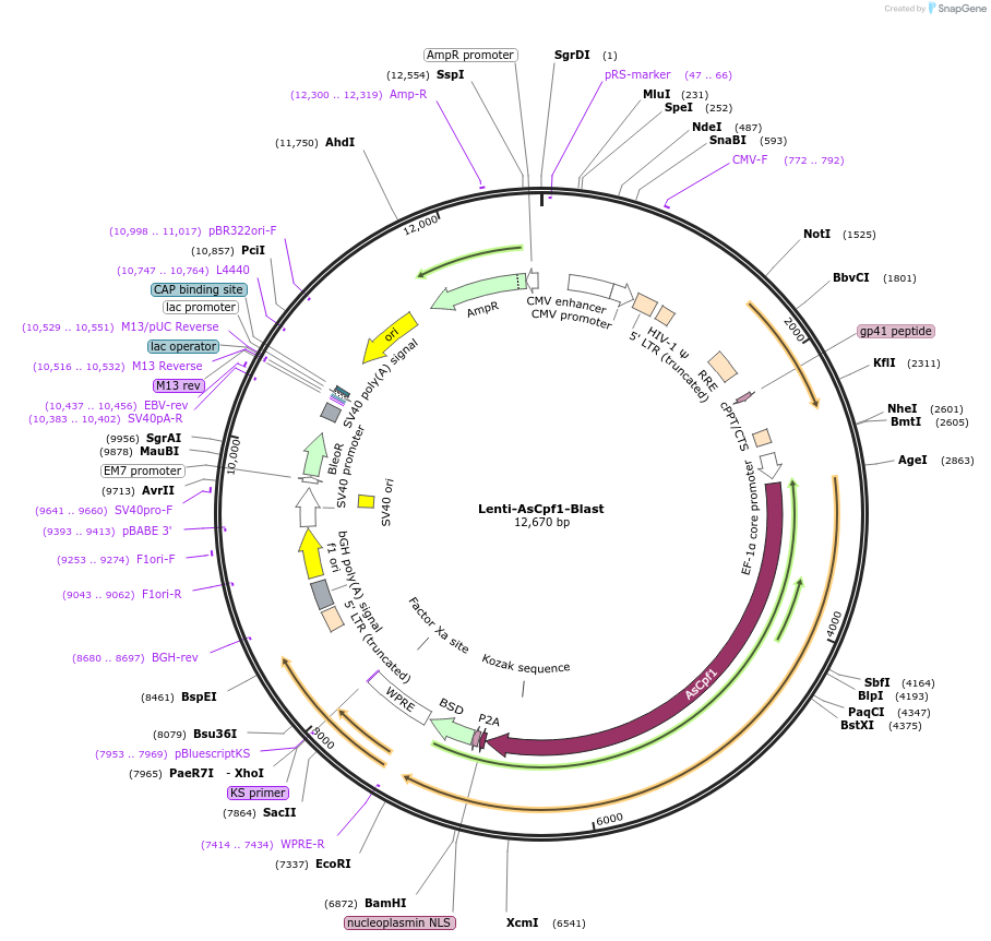 84750-plasmid-map-sequence-id-164466