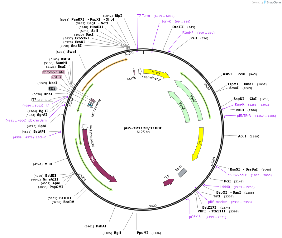 85095-plasmid-map-sequence-id-164472