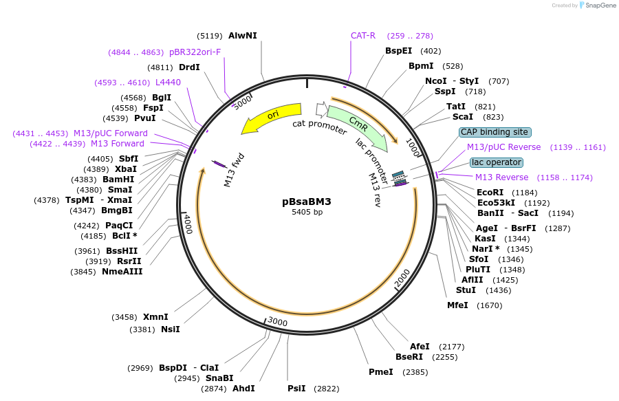 85102-plasmid-map-sequence-id-164479