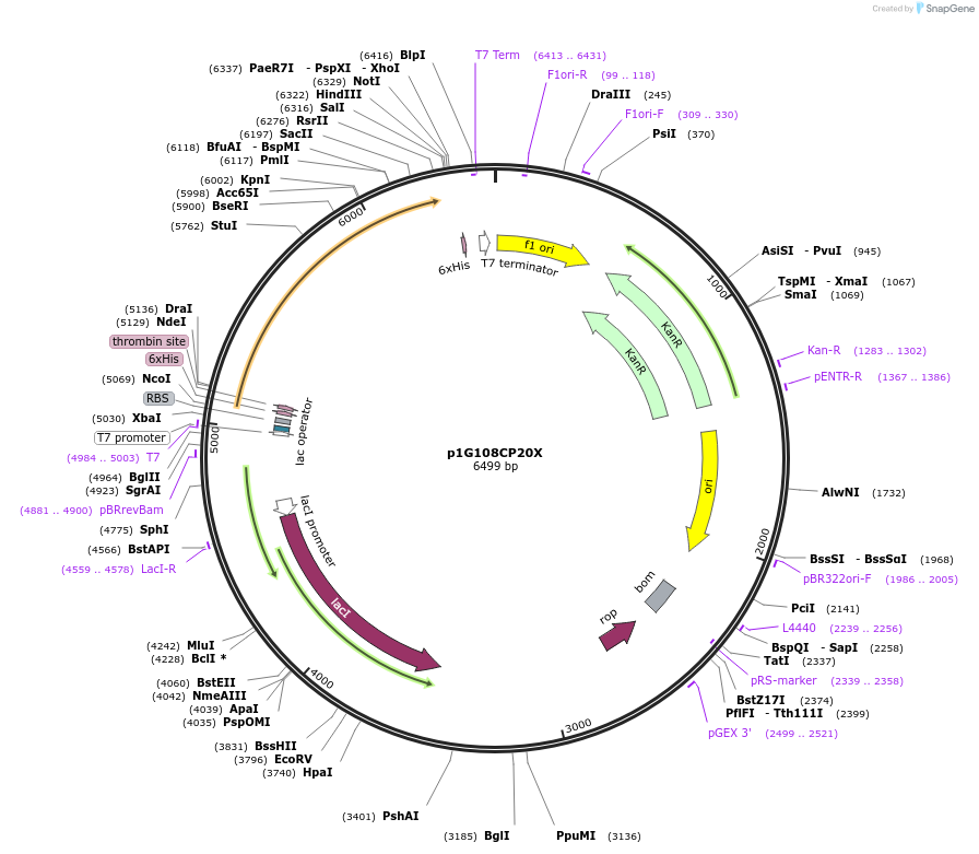 85096-plasmid-map-sequence-id-164482