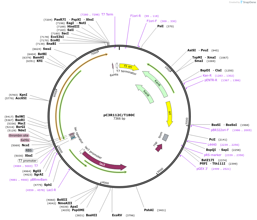 85088-plasmid-map-sequence-id-164486