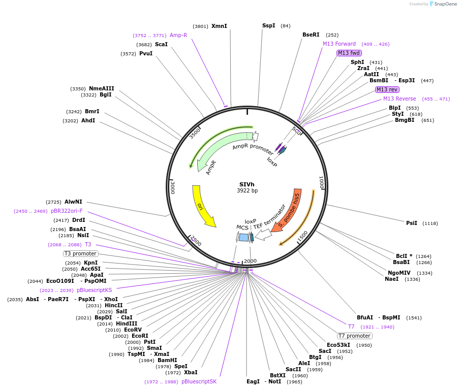 81091-plasmid-map-sequence-id-164494