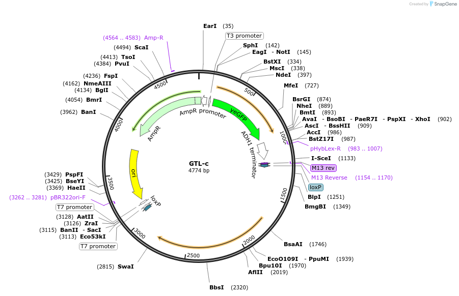 81098-plasmid-map-sequence-id-164508