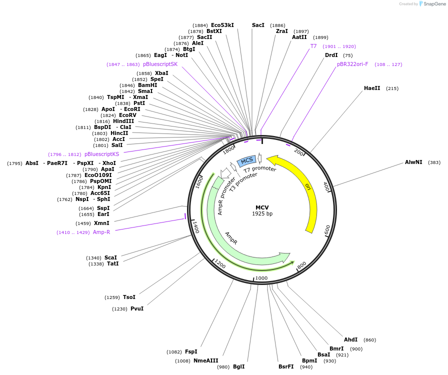 81174-plasmid-map-sequence-id-164514