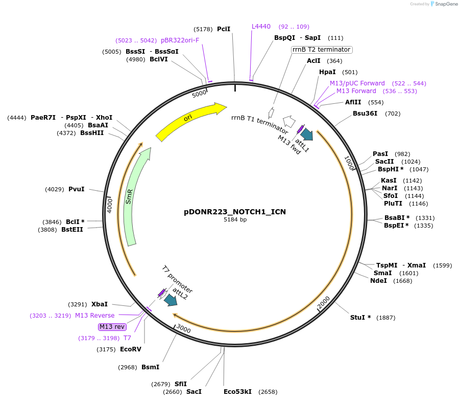 82087-plasmid-map-sequence-id-164515