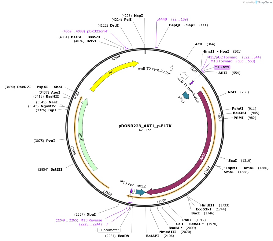 82089-plasmid-map-sequence-id-164521