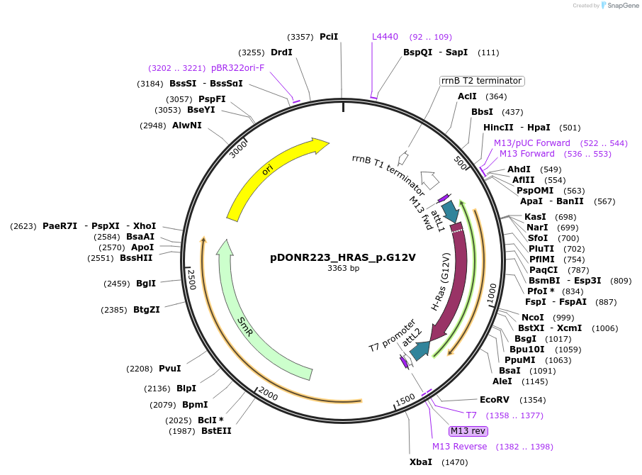 82090-plasmid-map-sequence-id-164524