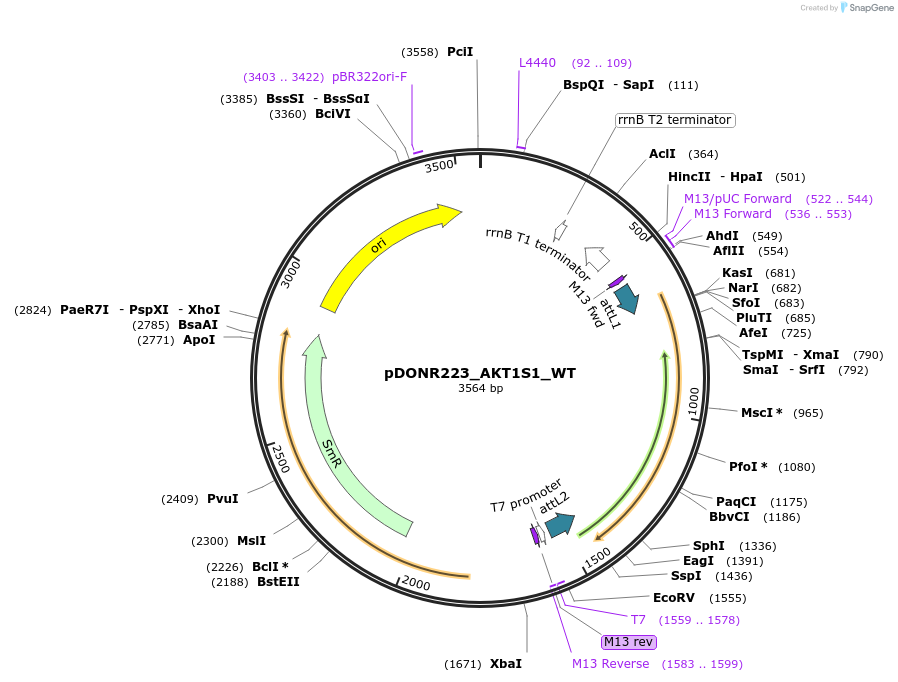 82091-plasmid-map-sequence-id-164525