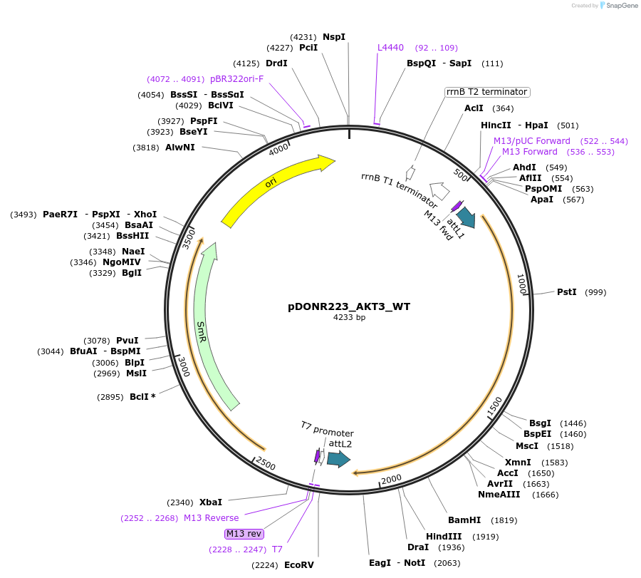 82093-plasmid-map-sequence-id-164531