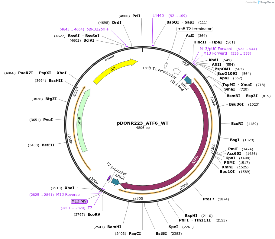 82098-plasmid-map-sequence-id-164551