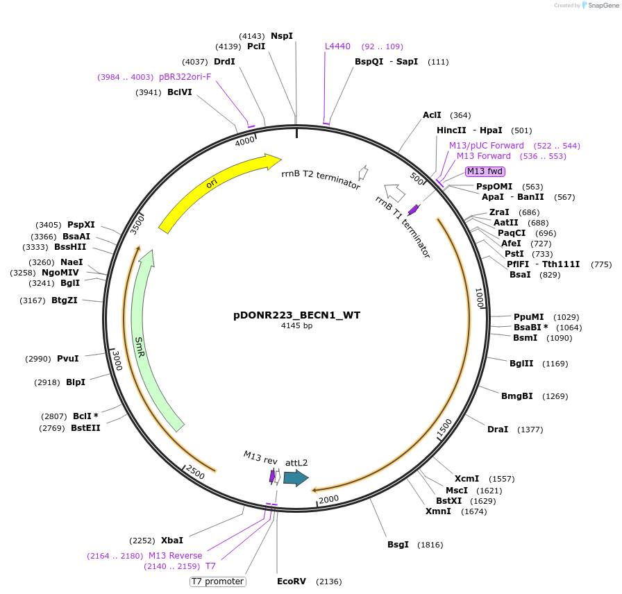 82100-plasmid-map-sequence-id-164555