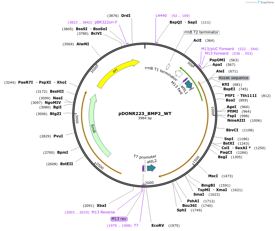 82101-plasmid-map-sequence-id-164557