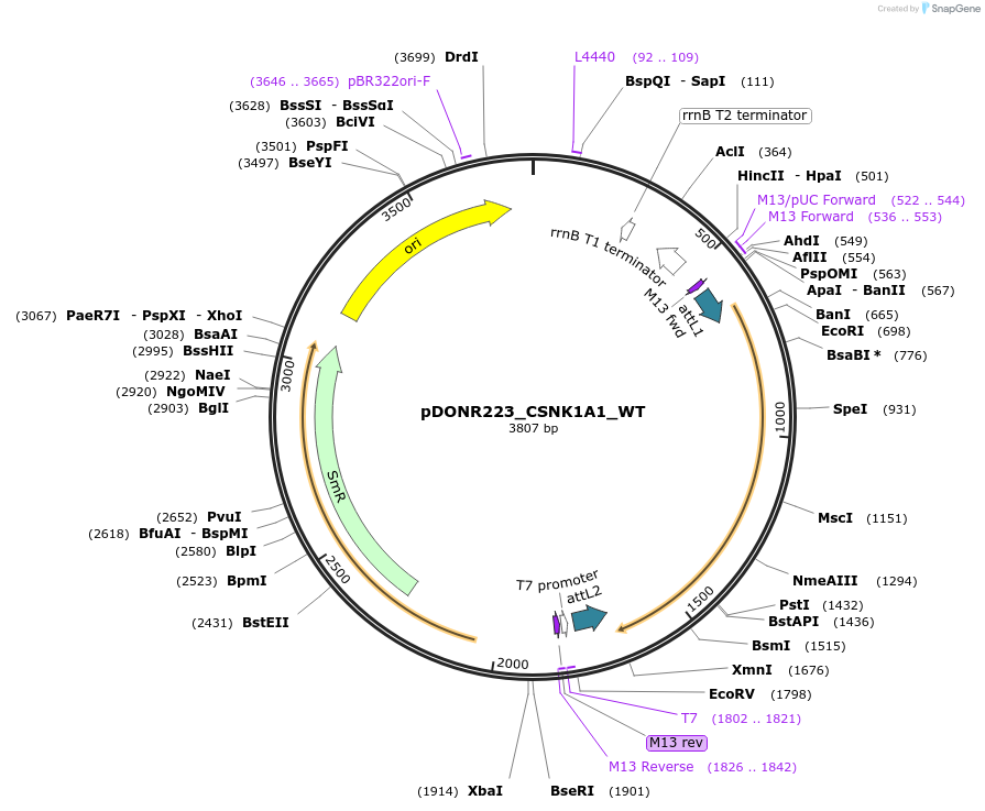 82106-plasmid-map-sequence-id-164564